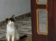 gatinha 