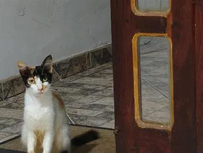 Gato raça SRD-ViraLata idade  nome gatinha 