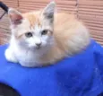 Simba