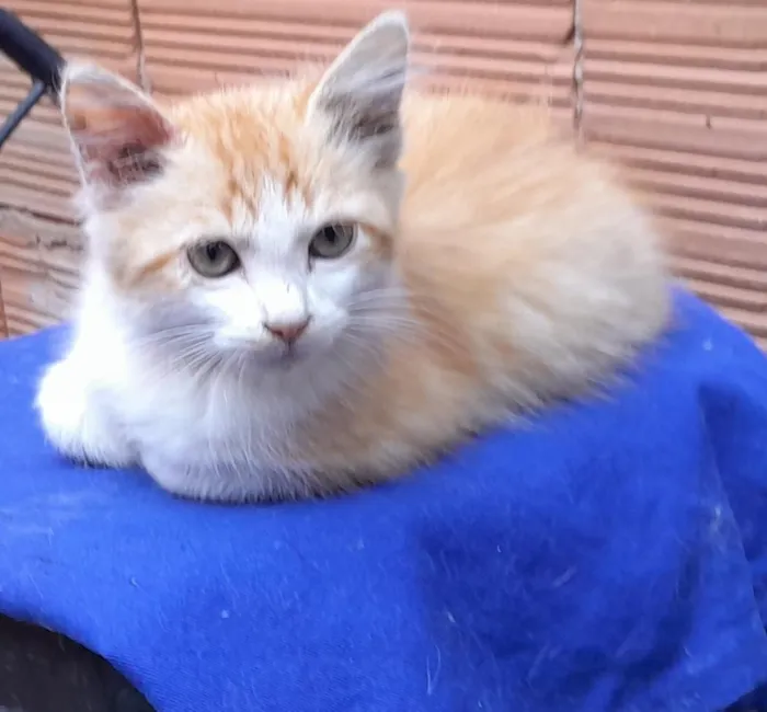Gato raça SRD-ViraLata idade 2 a 6 meses nome Simba