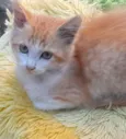 Simba