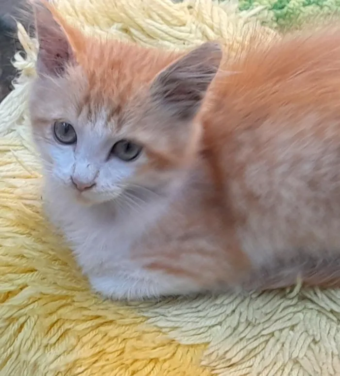 Gato raça SRD-ViraLata idade 2 a 6 meses nome Simba
