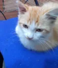 Simba