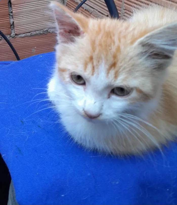 Gato raça SRD-ViraLata idade 2 a 6 meses nome Simba