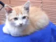 Simba