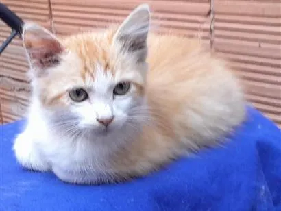 Gato raça SRD-ViraLata idade 2 a 6 meses nome Simba