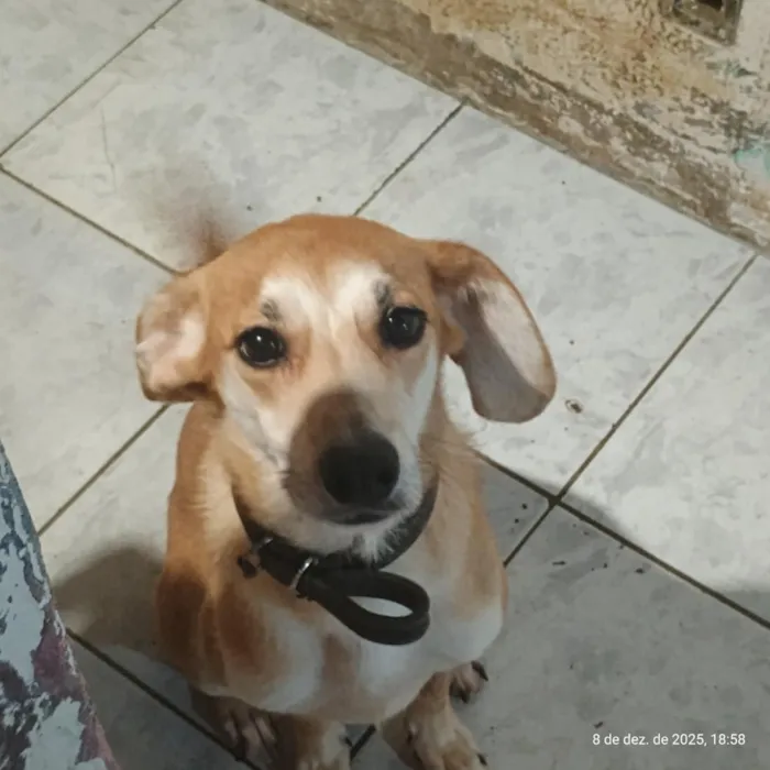 Cachorro raça SRD-ViraLata idade 2 anos nome Thanos