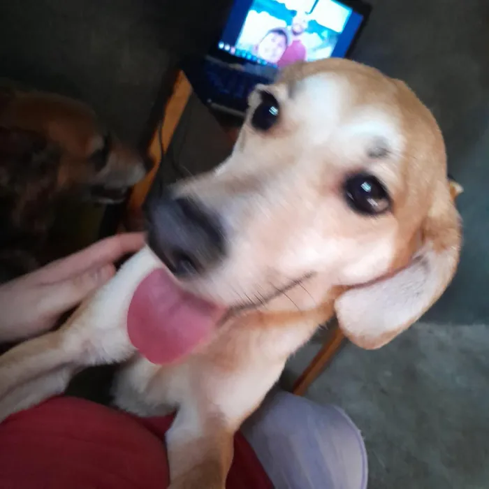 Cachorro raça SRD-ViraLata idade 2 anos nome Thanos