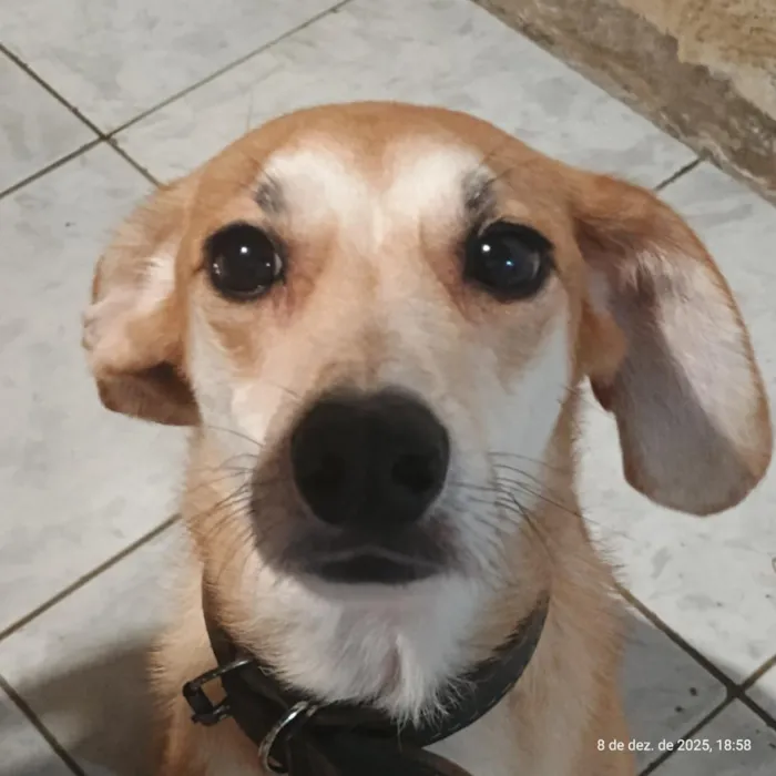 Cachorro raça SRD-ViraLata idade 2 anos nome Thanos