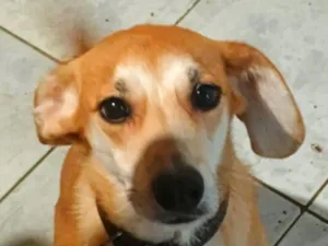 Cachorro raça SRD-ViraLata idade 2 anos nome Thanos