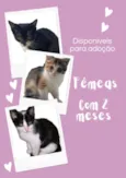 3 gatinhas 