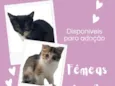3 gatinhas 