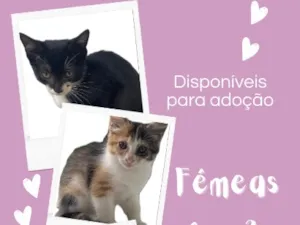 Gato raça SRD-ViraLata idade 2 a 6 meses nome 3 gatinhas 