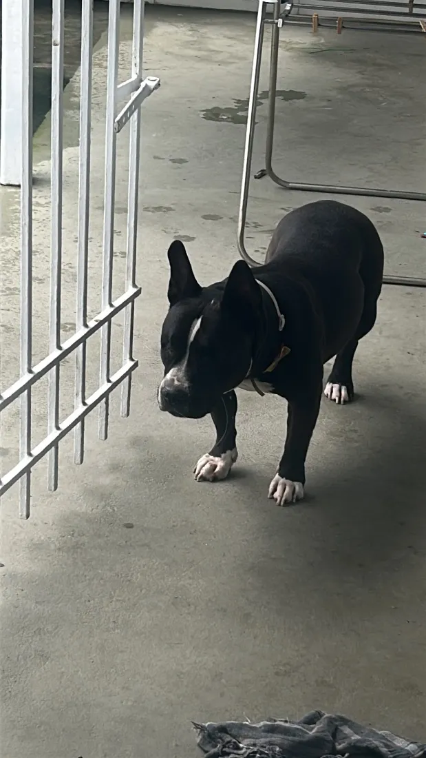 Cachorro raça Pit-Bull idade 5 anos nome Tully
