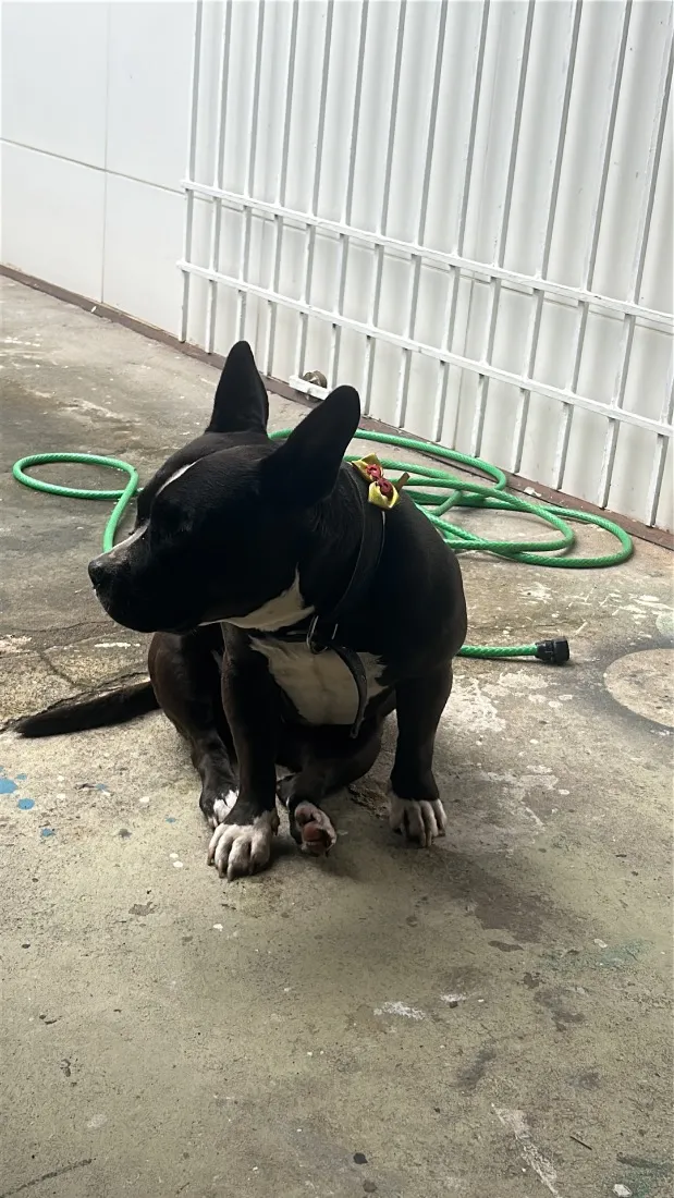Cachorro raça Pit-Bull idade 5 anos nome Tully