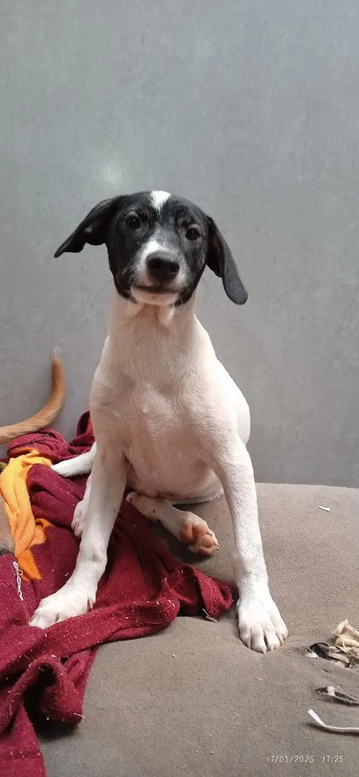 Cachorro raça SRD-ViraLata idade 2 a 6 meses nome Nanami