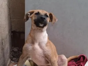 Cachorro raça SRD-ViraLata idade 2 a 6 meses nome gigi