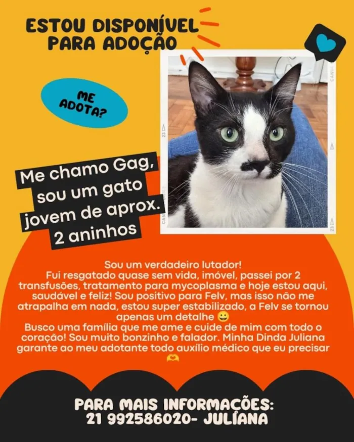 Gato raça SRD-ViraLata idade 2 anos nome Gag