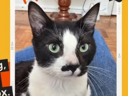 Gato raça SRD-ViraLata idade 2 anos nome Gag