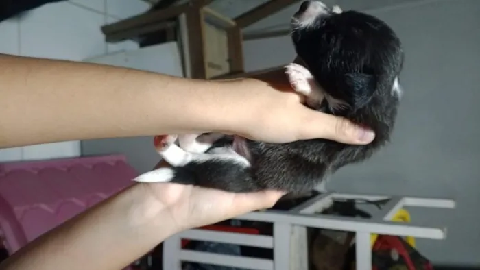 Cachorro raça SRD-ViraLata idade Abaixo de 2 meses nome Não tem 