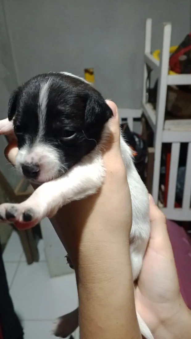 Cachorro raça SRD-ViraLata idade Abaixo de 2 meses nome Não tem 