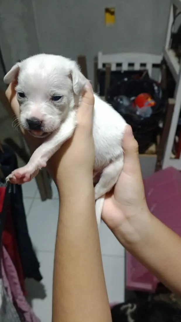 Cachorro raça SRD-ViraLata idade Abaixo de 2 meses nome Não tem 