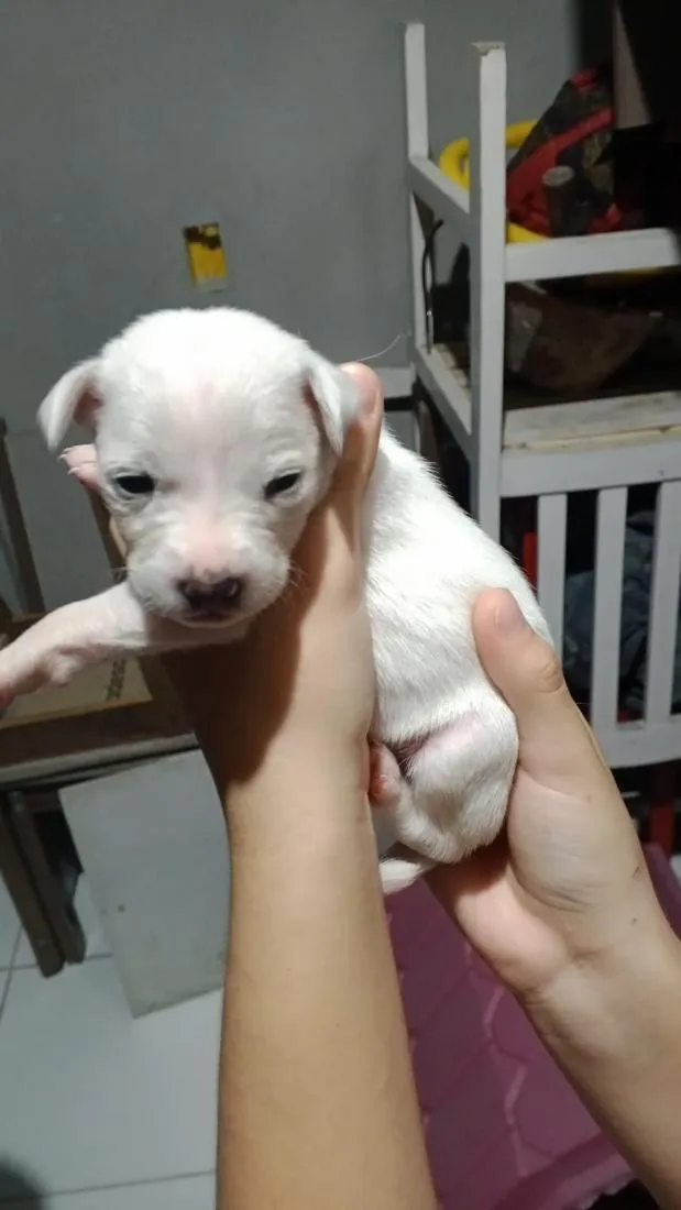 Cachorro raça SRD-ViraLata idade Abaixo de 2 meses nome Não tem 
