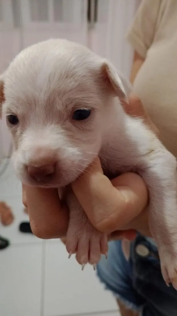 Cachorro raça SRD-ViraLata idade Abaixo de 2 meses nome Não tem 