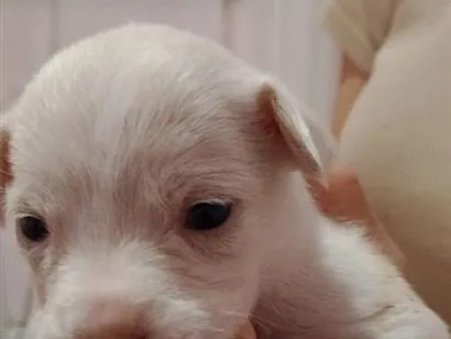 Cachorro raça SRD-ViraLata idade Abaixo de 2 meses nome Não tem 