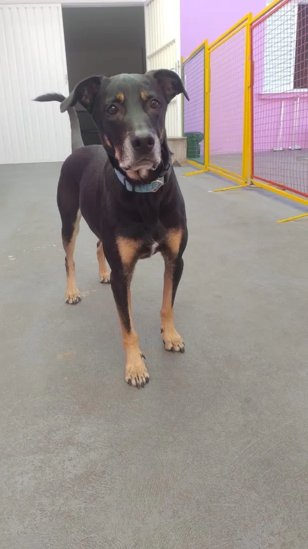 Cachorro raça SRD-ViraLata idade 6 ou mais anos nome Bono