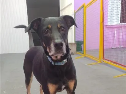 Cachorro raça SRD-ViraLata idade 6 ou mais anos nome Bono