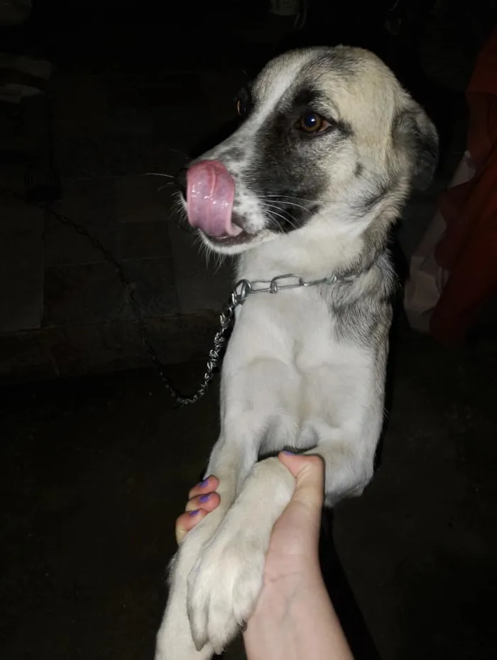 Cachorro raça SRD-ViraLata idade 1 ano nome Nick