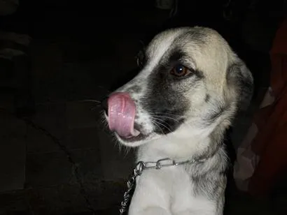 Cachorro raça SRD-ViraLata idade 1 ano nome Nick