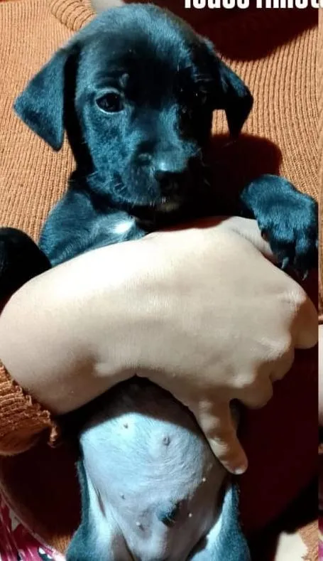 Cachorro raça SRD-ViraLata idade 2 a 6 meses nome Filhote Preto 2 meses