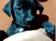 Filhote Preto 2 meses