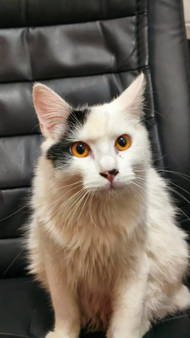 Gato raça SRD-ViraLata idade 7 a 11 meses nome Sem nome