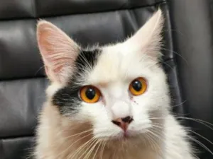 Gato raça SRD-ViraLata idade 7 a 11 meses nome Sem nome