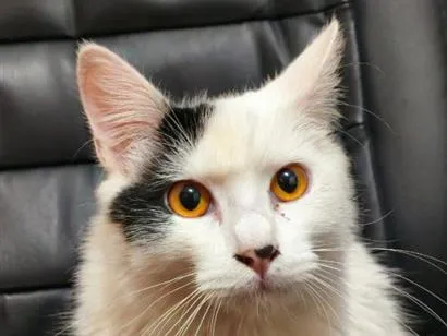 Gato raça SRD-ViraLata idade 7 a 11 meses nome Sem nome