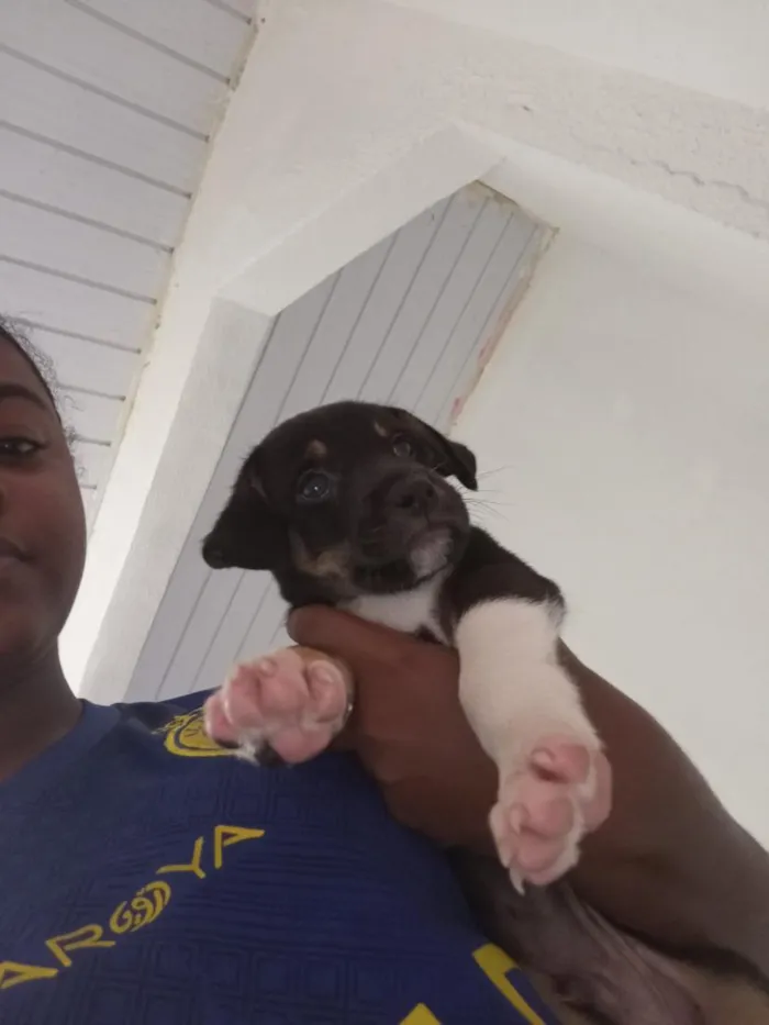 Cachorro raça SRD-ViraLata idade 2 a 6 meses nome Beethoven