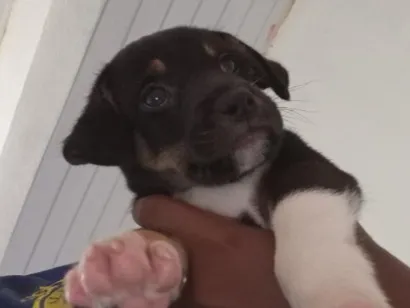 Cachorro raça SRD-ViraLata idade 2 a 6 meses nome Beethoven