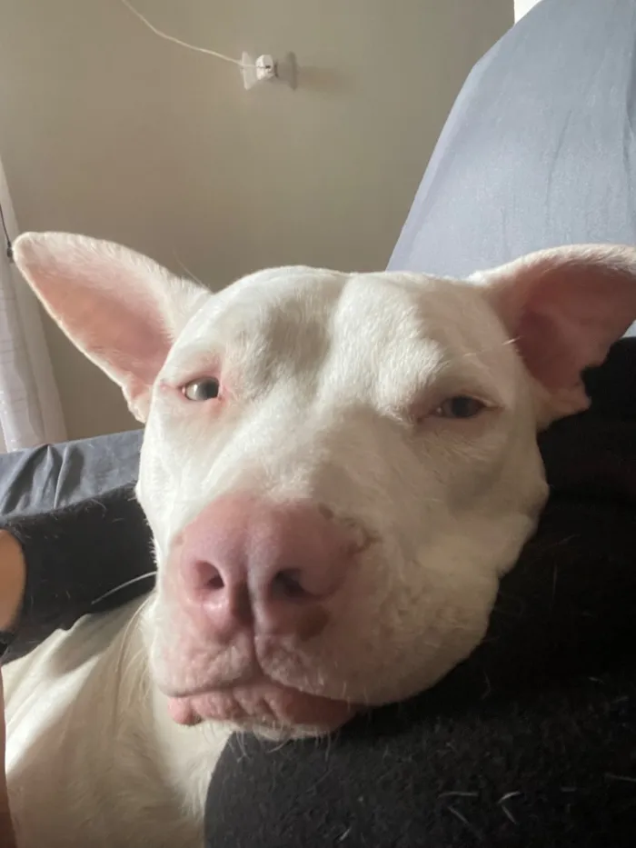 Cachorro raça Pit-Bull idade 1 ano nome Darius
