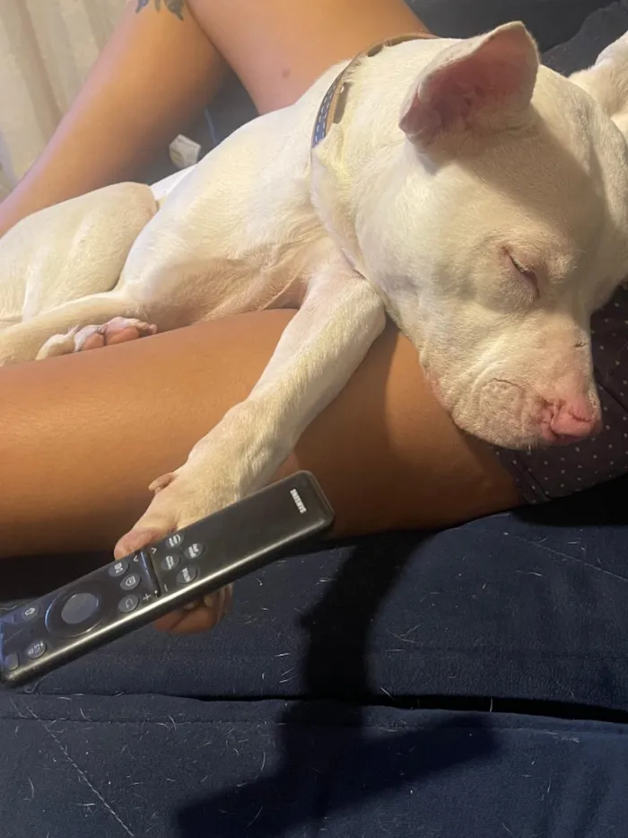Cachorro raça Pit-Bull idade 1 ano nome Darius