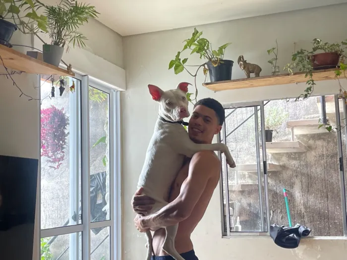 Cachorro raça Pit-Bull idade 1 ano nome Darius