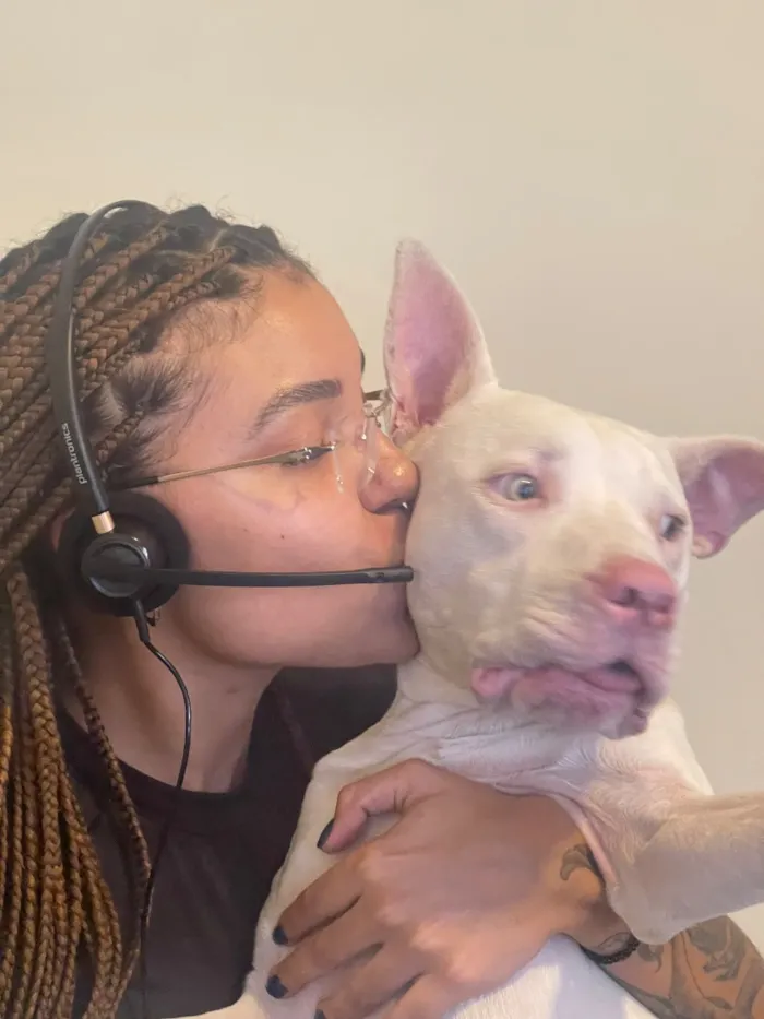 Cachorro raça Pit-Bull idade 1 ano nome Darius