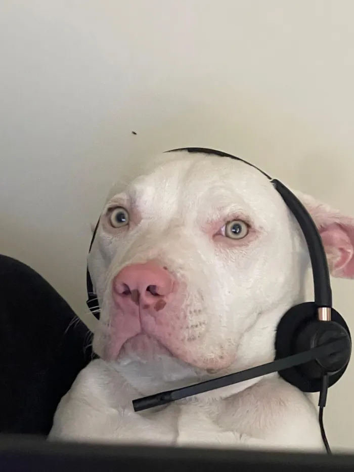 Cachorro raça Pit-Bull idade 1 ano nome Darius