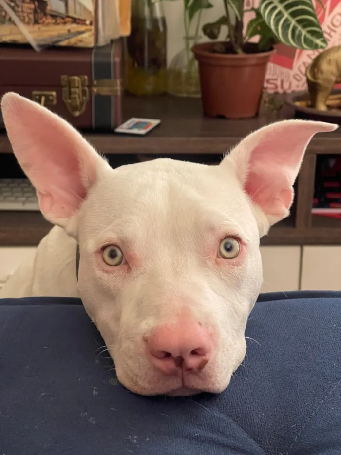 Cachorro raça Pit-Bull idade 1 ano nome Darius