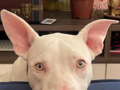 Cachorro raça Pit-Bull idade 1 ano nome Darius