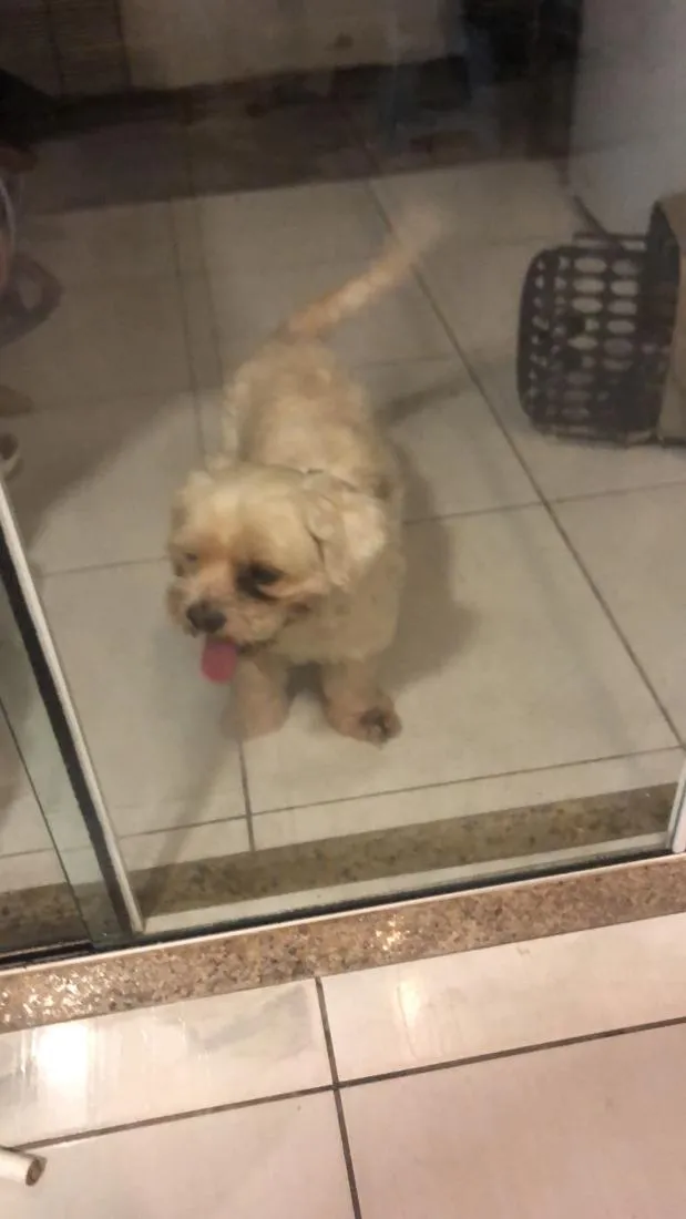 Cachorro raça Shitzu idade 4 anos nome Pingo