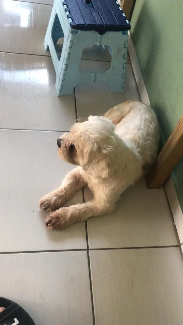 Cachorro raça Shitzu idade 4 anos nome Pingo