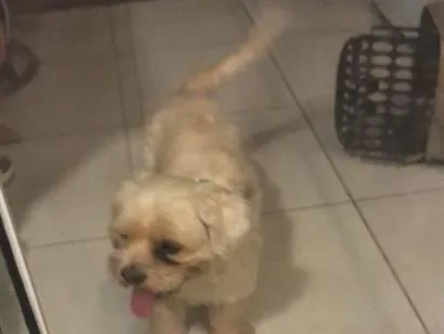 Cachorro raça Shitzu idade 4 anos nome Pingo